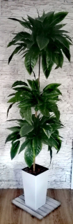 Umelé kvety,ovocie - Umelý kvetinový stromček Ficus Ficus 175 cm kvet